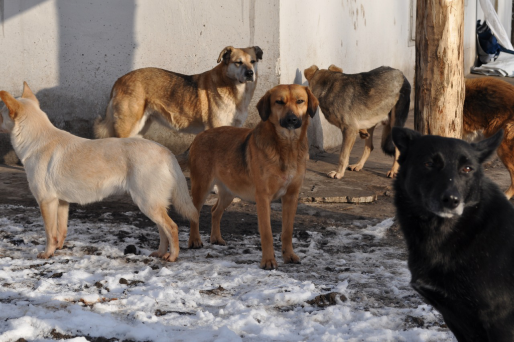 У Кропивницькому петиція, щодо безпритульних собак набрала необхідну кількість голосів