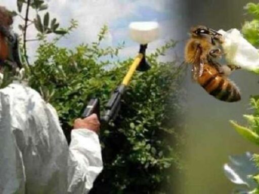 Безпека бджіл спільна відповідальність і аграріїв і пасічників