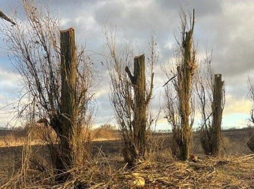Кронував дерева без дозволу: на Кіровоградщині підозрюють місцевого жителя