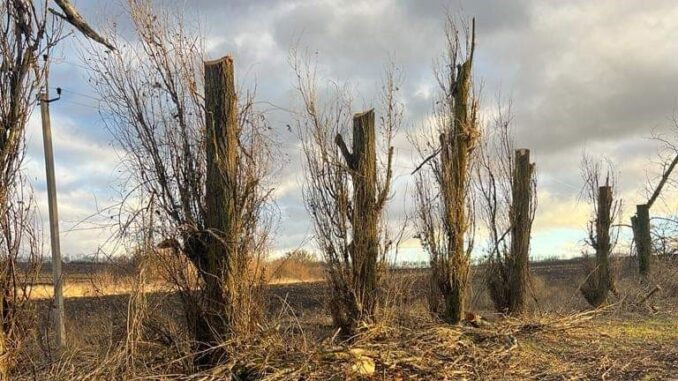 Кронував дерева без дозволу: на Кіровоградщині підозрюють місцевого жителя