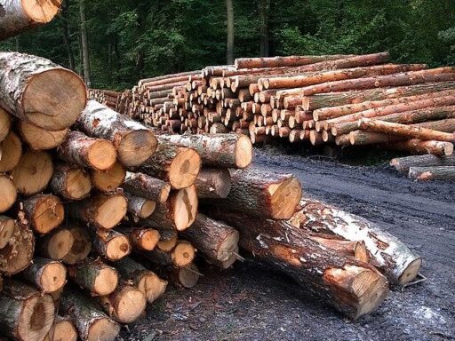 На Кіровоградщині незаконна порубка деревини призвела до мільйонних збитків