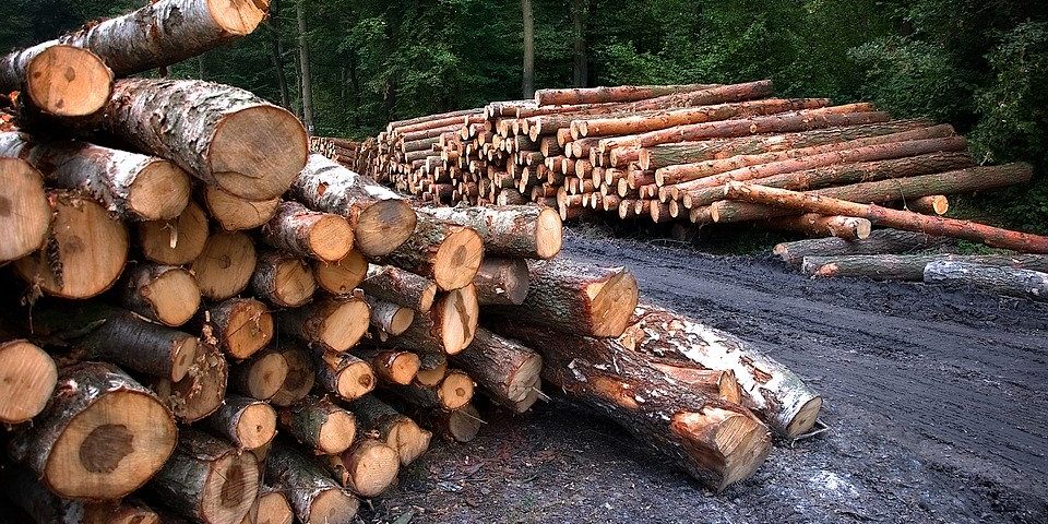 На Кіровоградщині незаконна порубка деревини призвела до мільйонних збитків