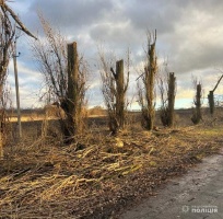 На Кіровоградщині поліцейські повідомили підозру місцевому жителю у незаконній порубці дерев на понад 400 тис грн