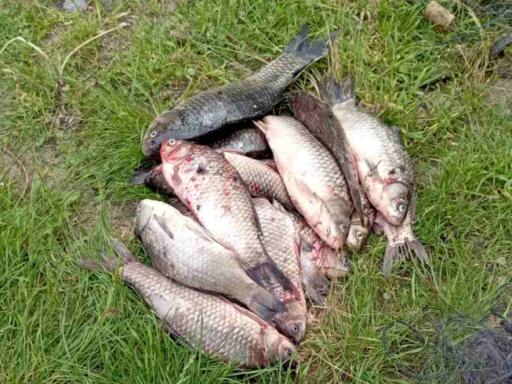 На Кiровоградщинi знайшли покинутi сiтки з цiнною рибою