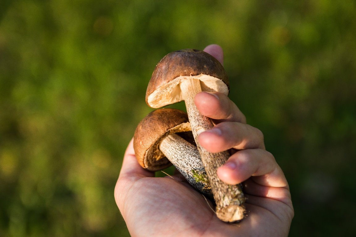 Перший в цьому році випадок отруєння грибами зареєстрували на Кіровоградщині