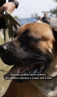 У Кропивницькому відбулася всеукраїнська виставка собак