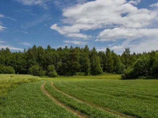 Лісовий масив вартістю понад 1 млрд грн повернули у власність держави на Кіровоградщині