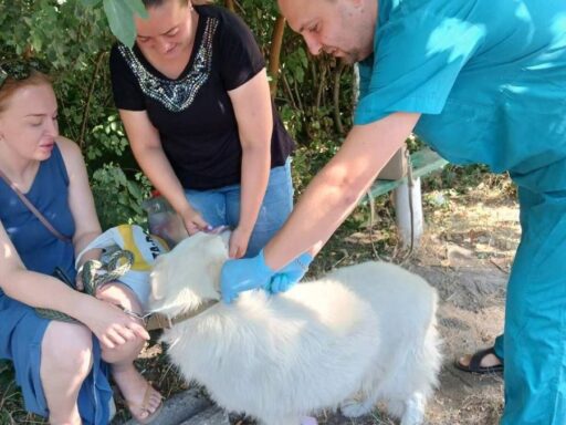 Минулого тижня на Кіровоградщині вакцинували від сказу понад 500 домашніх тварин